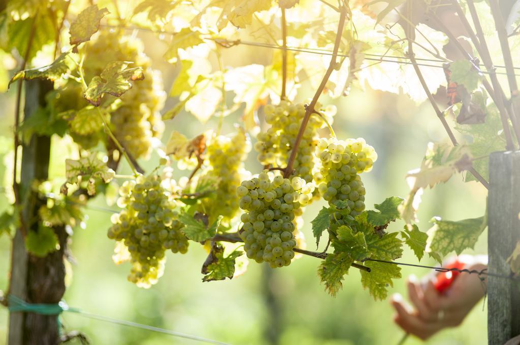 Weingut Schauer *