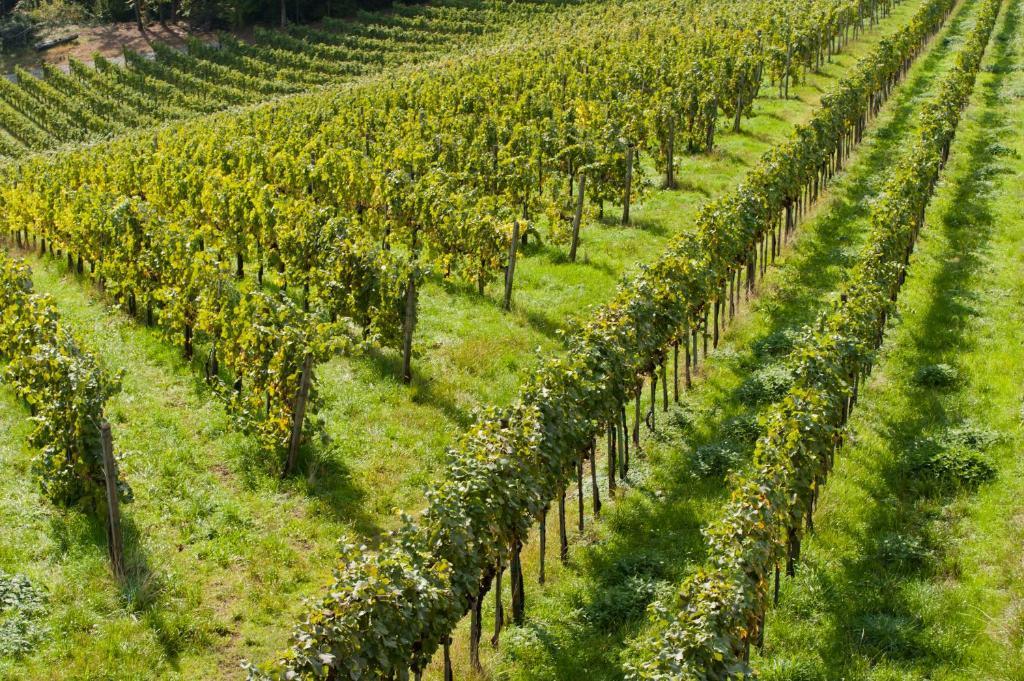 Weingut Schauer * Kitzeck im Sausal