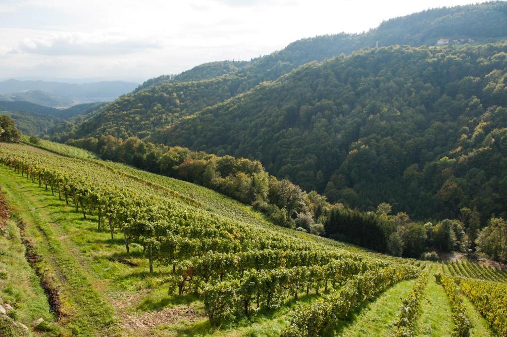 Weingut Schauer Bauernhof Kitzeck im Sausal