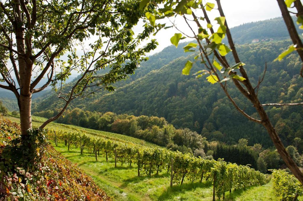 Bauernhof Weingut Schauer *